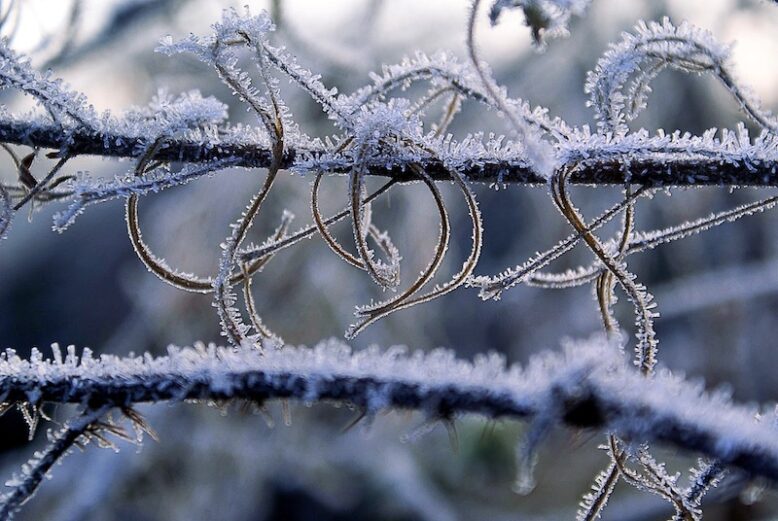 Frost on the branches