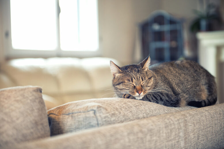 Tabby cat relaxing on couch in home