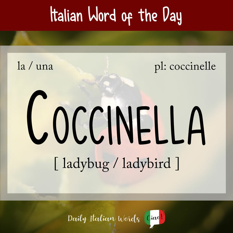 cover image with the word “coccinella” and a ladybug in the background