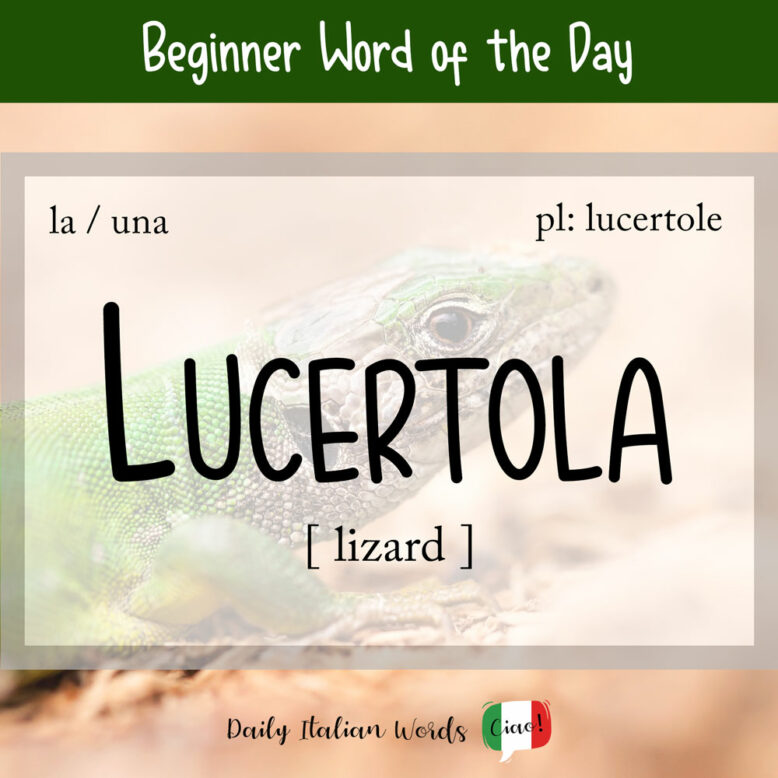 the word "lucertola" with a lizard in the background