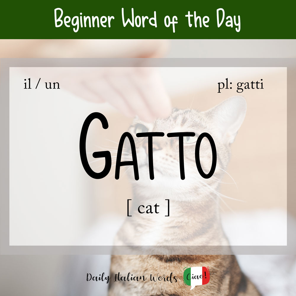 23 How To Say Cat In Italian
 10/2022