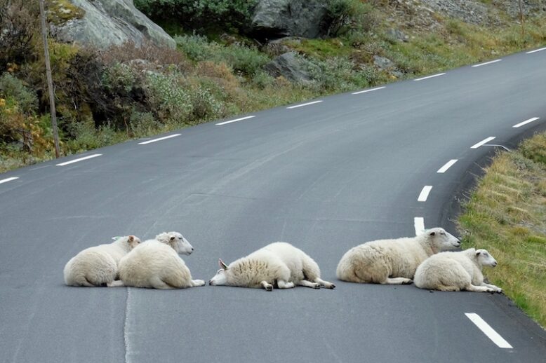 Sheep resting in the middle of a mountain road.