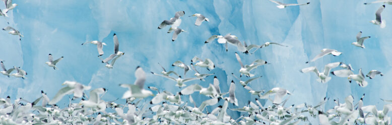 Black-legged Kittiwakes in front of bright blue face of glacier in Svalbard, Norway