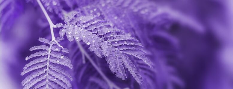natural backdrop  leaves with drops of dew are painted in ultra violet . demonstration of color 2018.