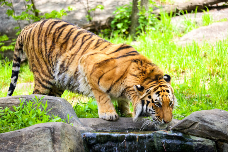 Siberian bengal tiger drinking water