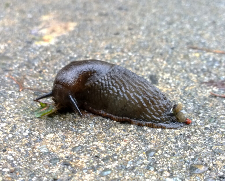 A slug on asphalt