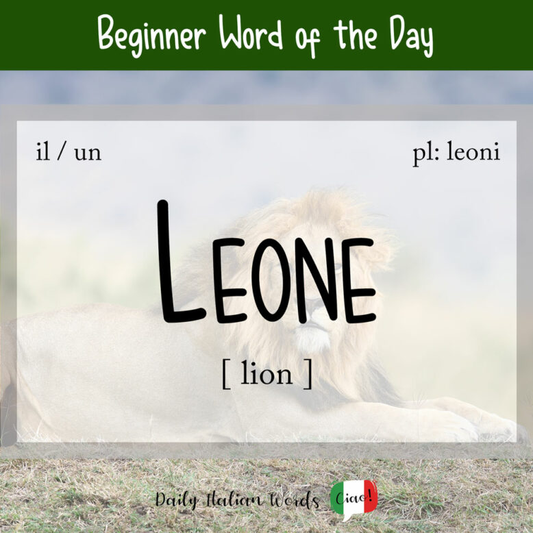the italian word for lion