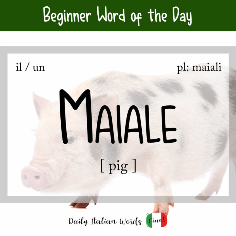 the italian word for pig