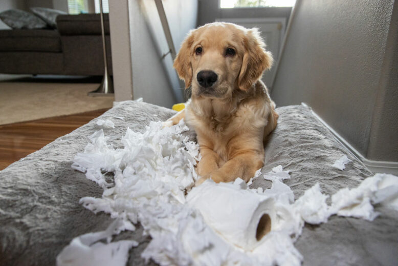 Golden retriever puppy chewing and tearing toilet paper making a mess.