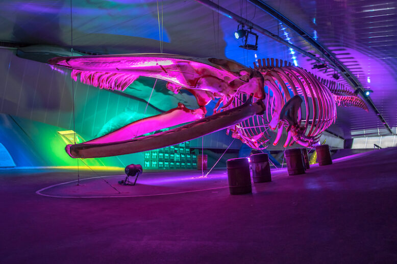 Vrouwenpolder, The Netherlands. 16 september 2017. Whale skeleton on exhibition in Neeltje Jans Deltapark in vivid colors