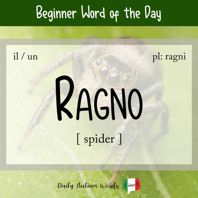 italian word for spider