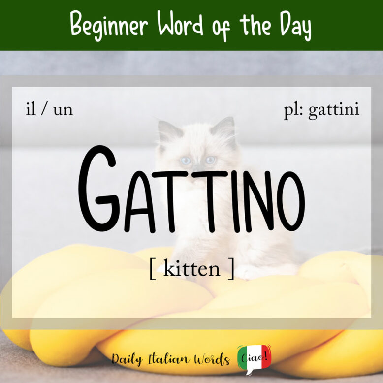 italian word for kitten