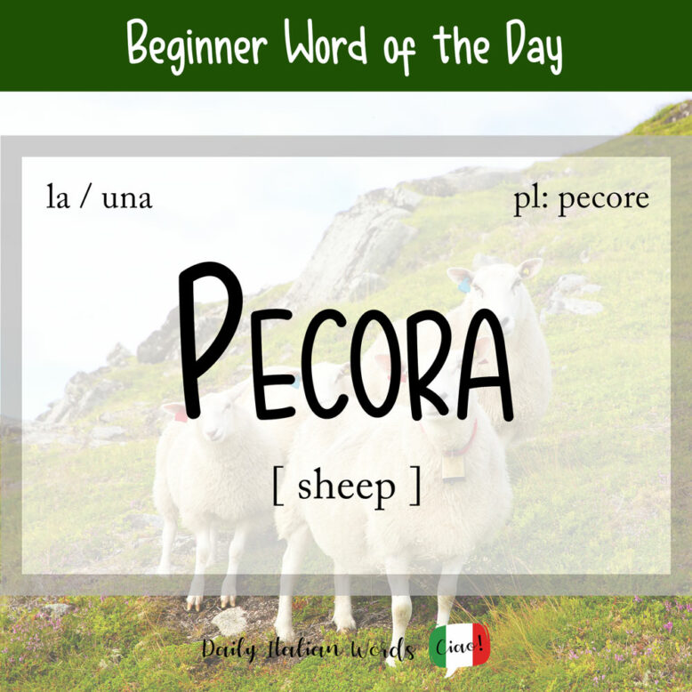 italian word for sheep