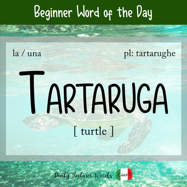 italian word for turtle