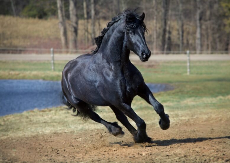 black stallion running