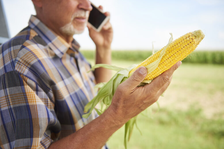 Farmer holding corn cob and talking on cell phone in a field