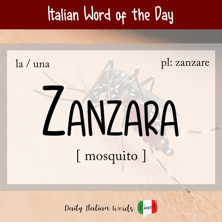 Italian word for mosquito