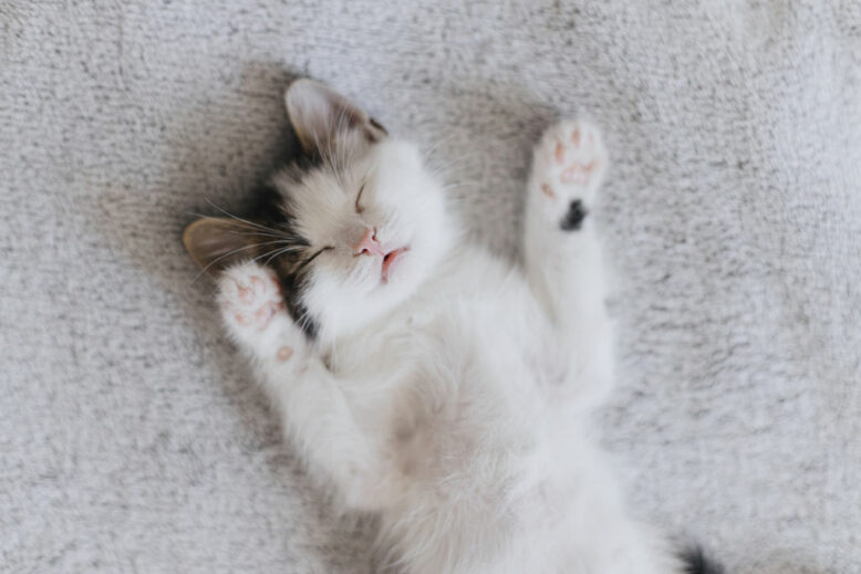 Cute little kitten sleeping on soft bed.