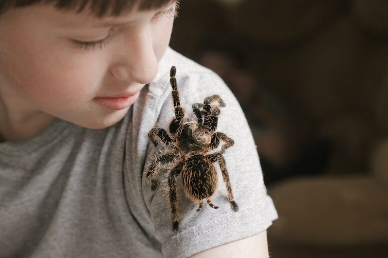Tarantula spider stretches paw to child's face. brave boy plays with huge spider Brachypelma albopilosum. Treatment of arachnophobia