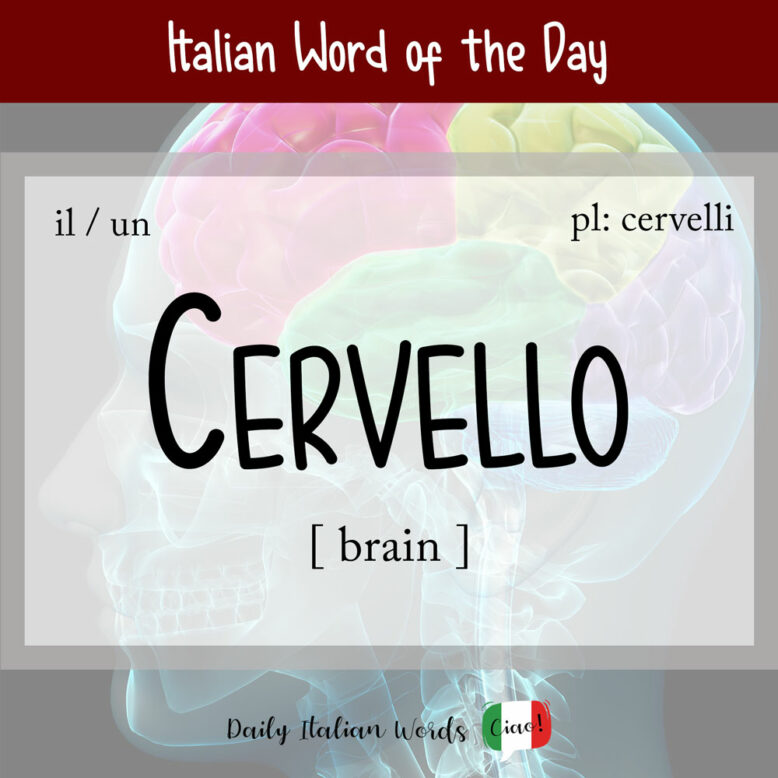 italian word for brain