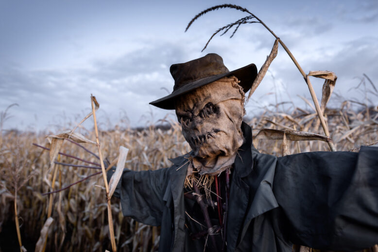 Scary scarecrow in a hat on a cornfield in cloudy sky background.