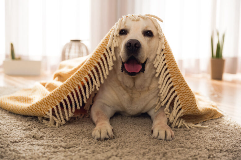 Beautiful dog covered with blanket