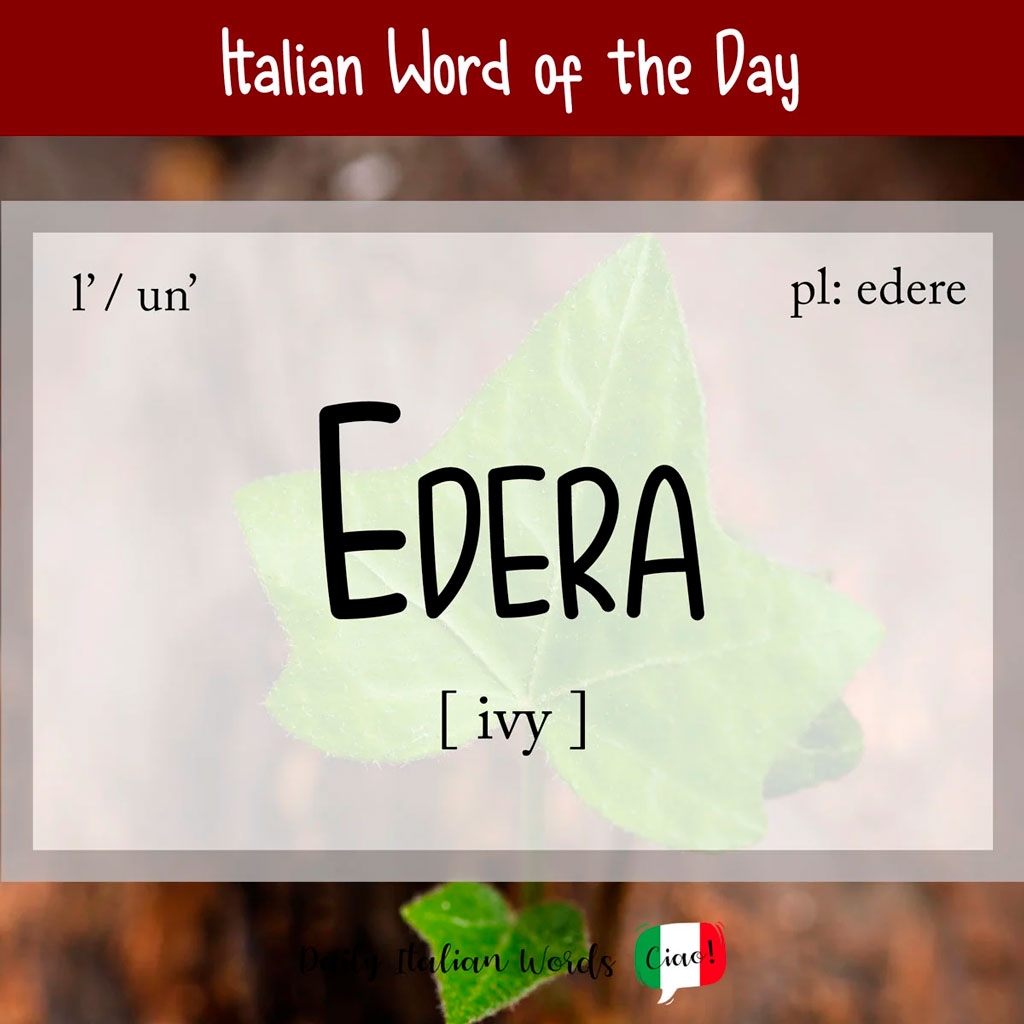 Italian word for ivy, edera