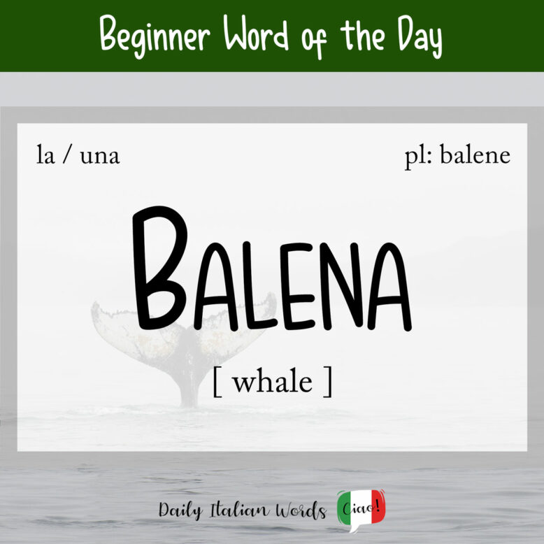 italian word for whale