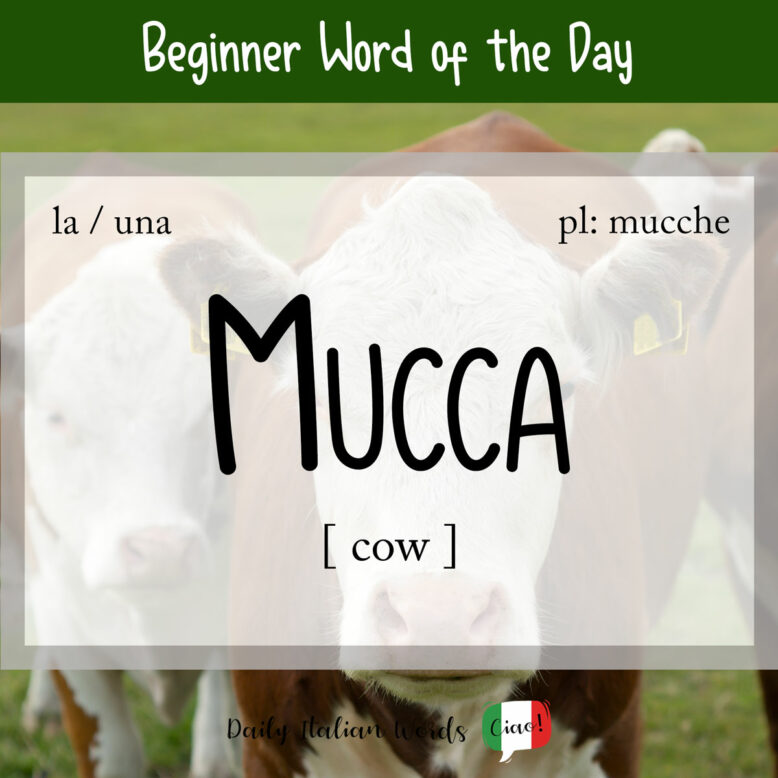 italian word for cow