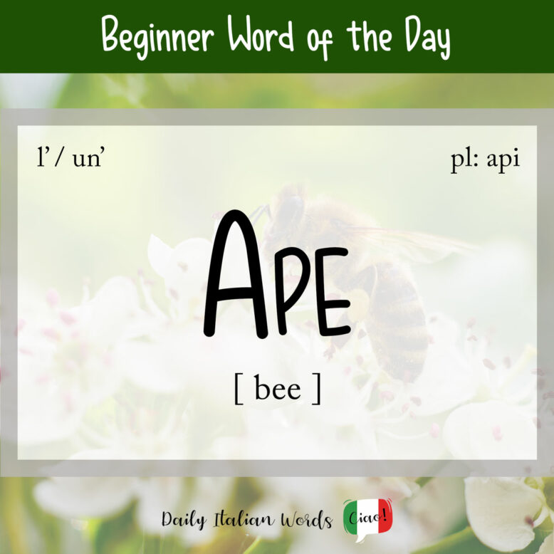 italian word for bee