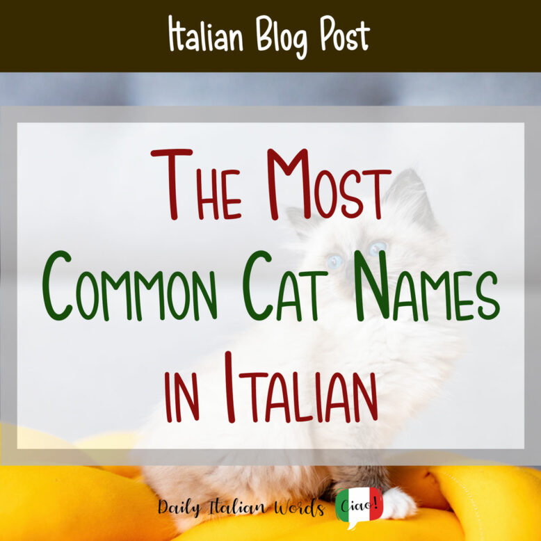 the most common cat names in italian