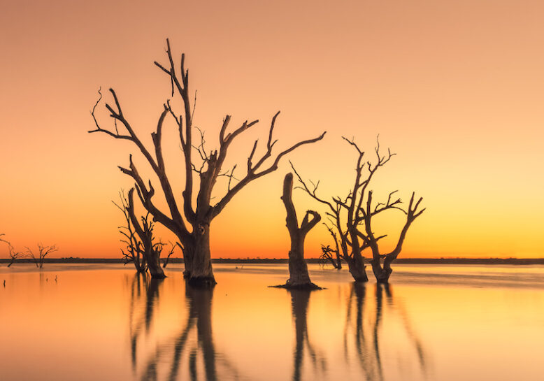 Dead trees in Lake Bonney, South Australia