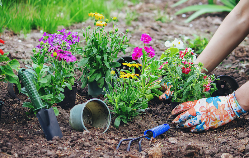 Italian Word of the Day: Aiuola (flowerbed) - Daily Italian Words