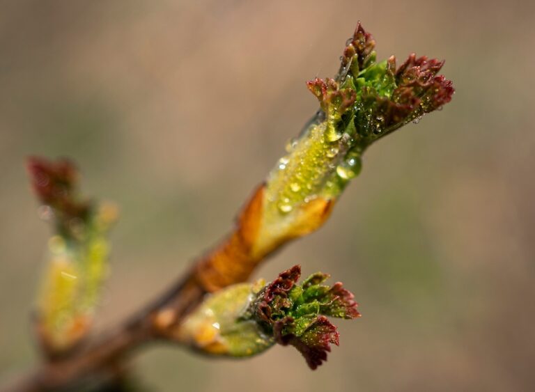 How To Say Spring In Italian