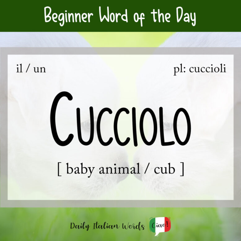 italian word for cub
