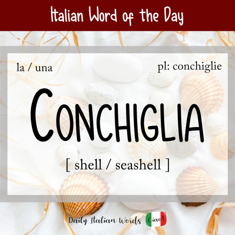 italian word for shell