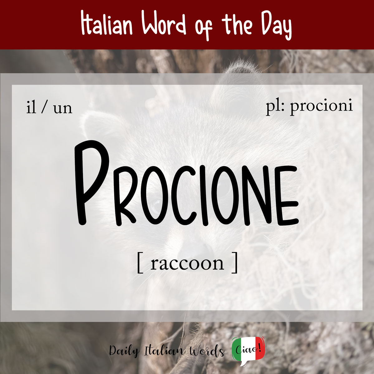 Italian Word of the Day: Procione (raccoon)
