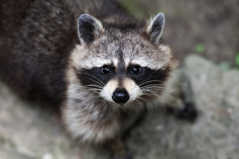 Raccoon in the forest in natural environment