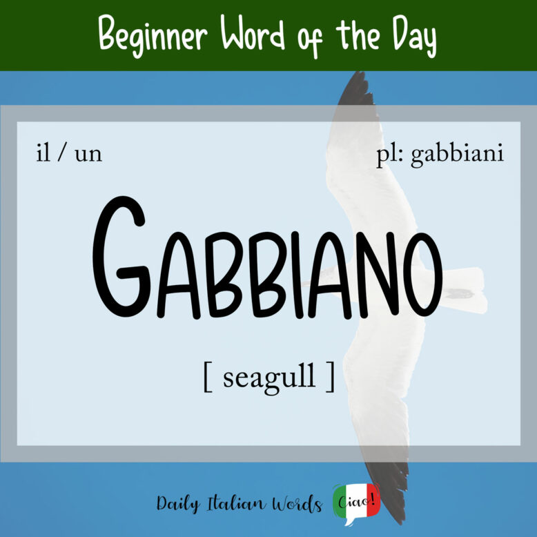 italian word gabbiano