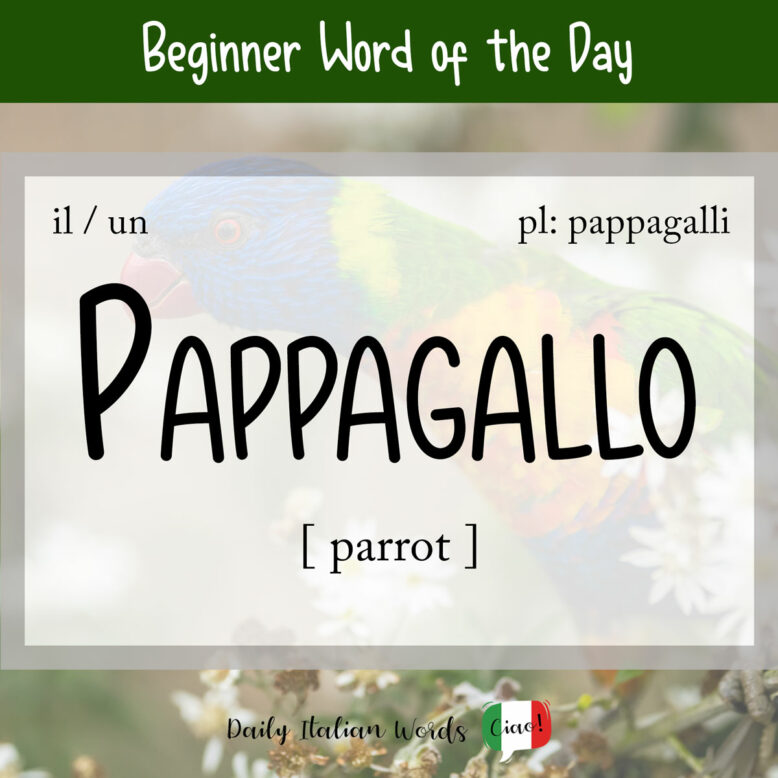 italian word for parrot