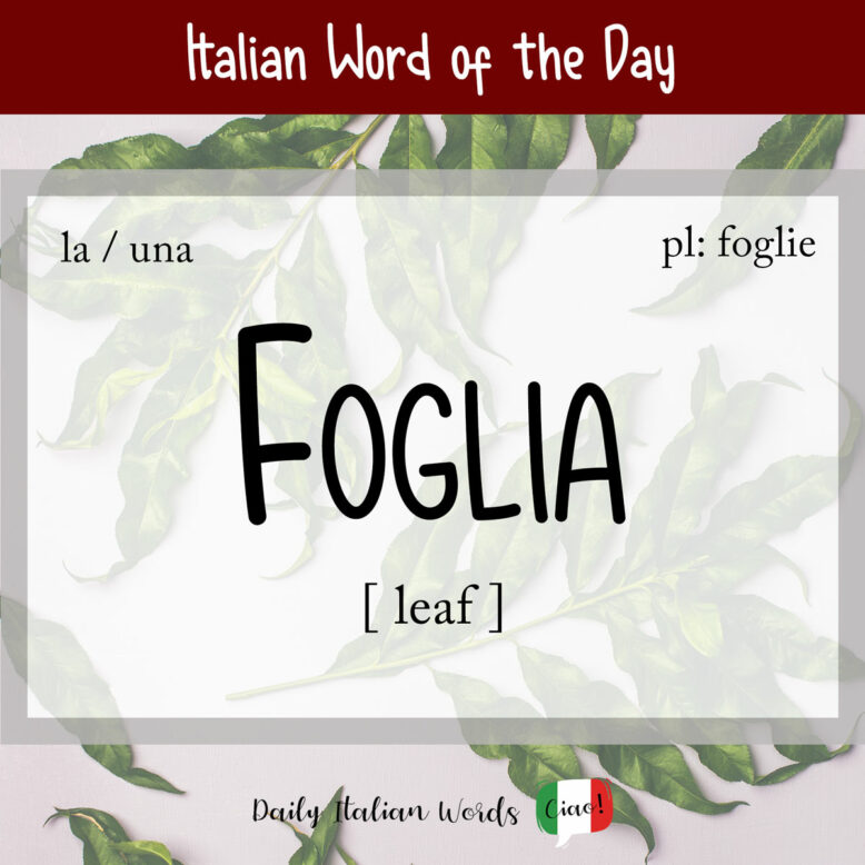 italian word foglia