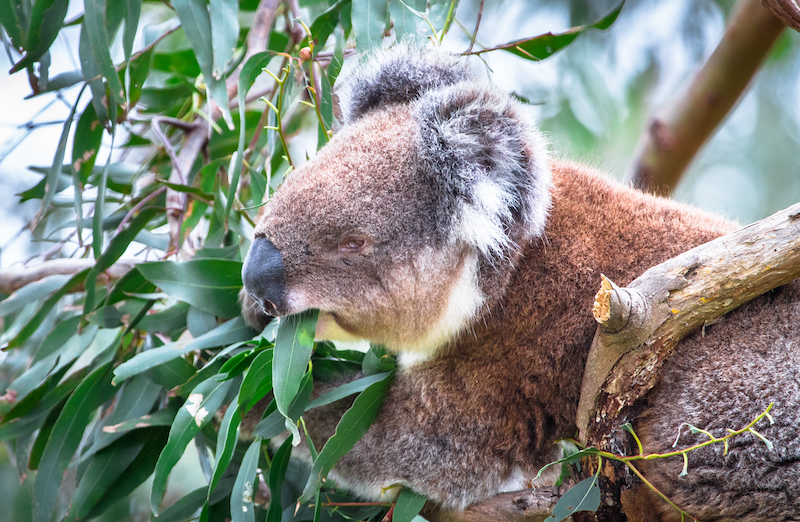 An adult koala eating eucalyptus leaves in the Great Otway National Park, Victoria, Australia.