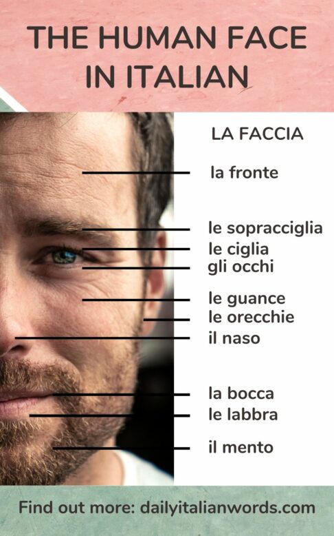 the human face in italian