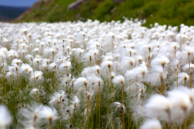 Arctic cotton grass (Eriophorum) field in Iceland.