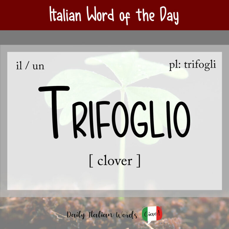 italian word of the day - trifoglio