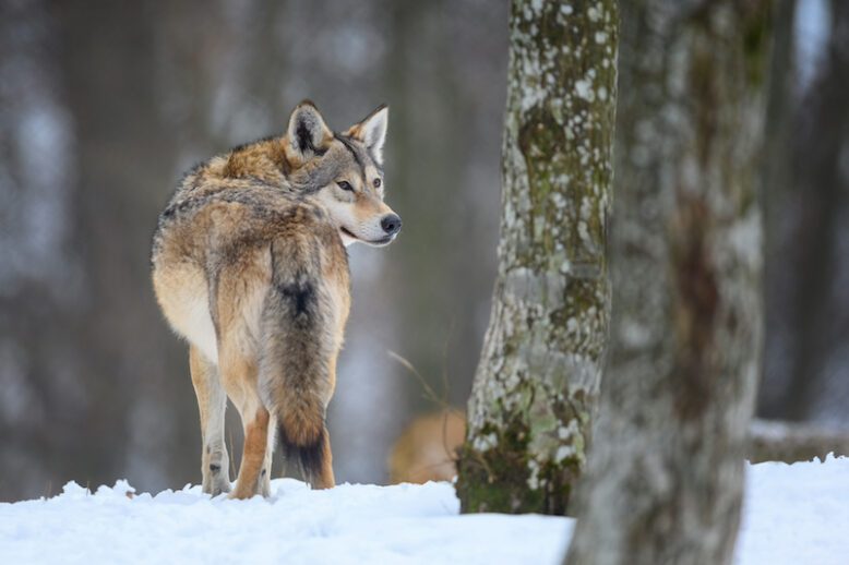 Gray wolf, Canis lupus in the winter forest. Wolf in the nature habitat