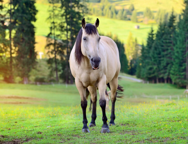 horse on mountain meadow