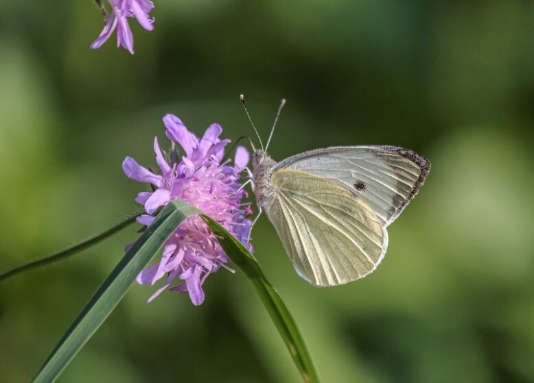 white butterfly on flower