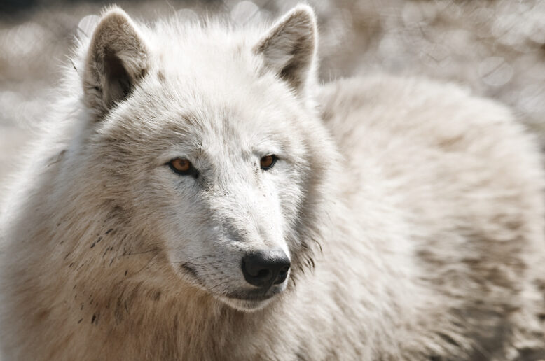 white arctic wolf close up