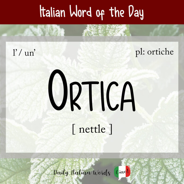 italian word ortica